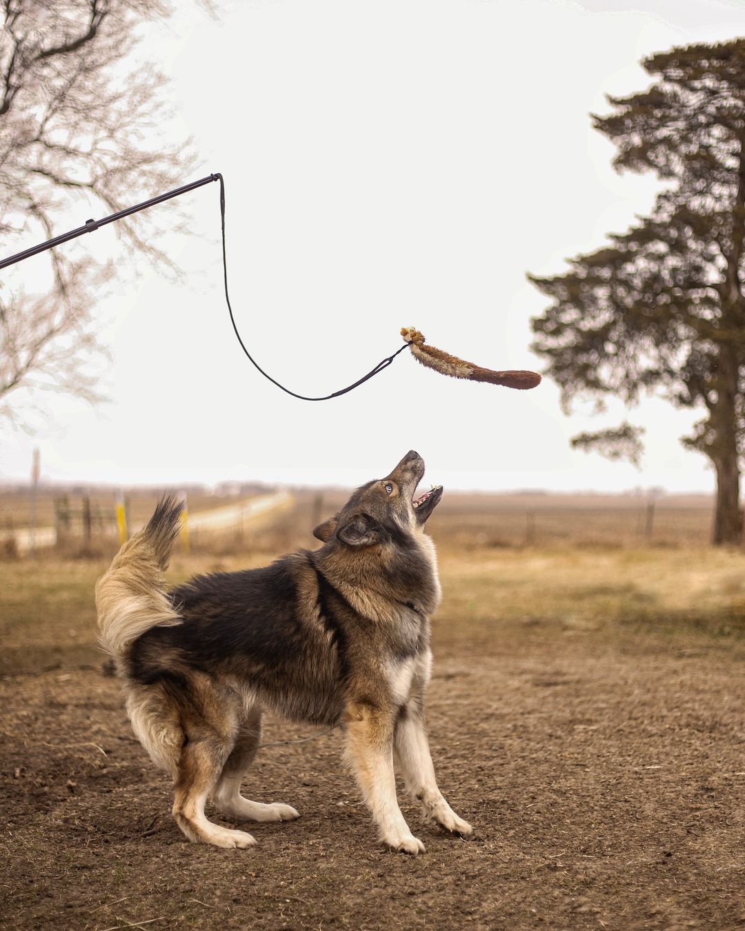 Flirt Pole + Critter Pack Bundle