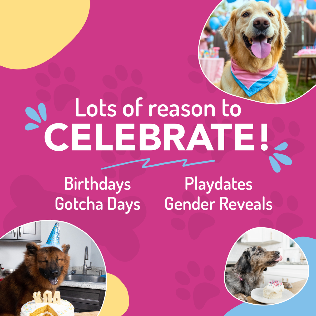 Dog Birthday Cake Kit