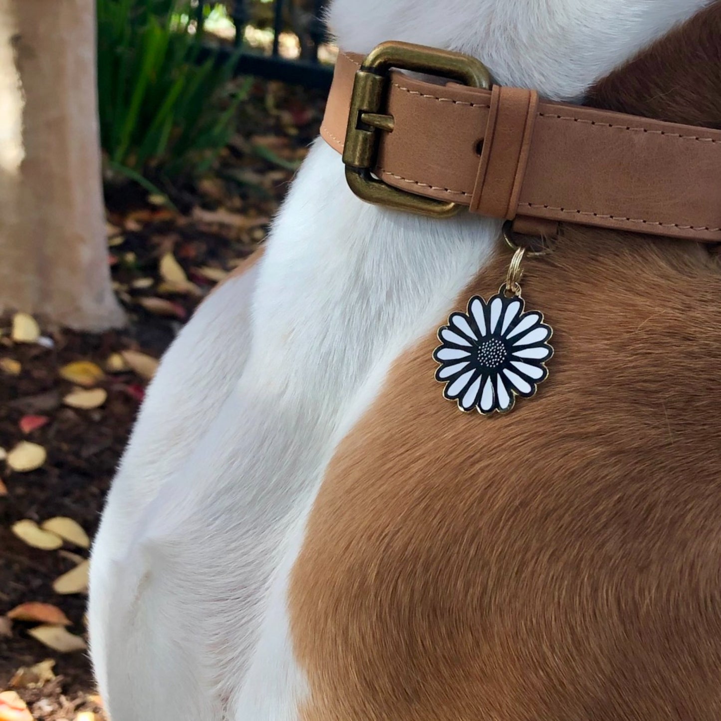 Daisy