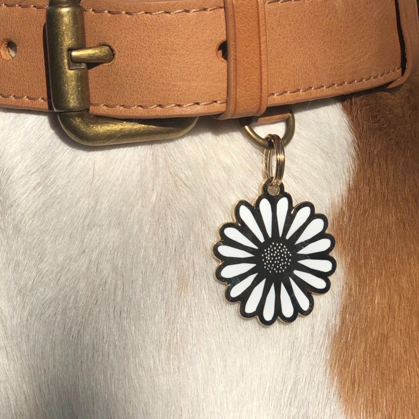 Daisy